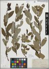 Foto von Salix myrsinifolia Salisb.